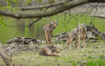 Three coyotes near a riverbank.