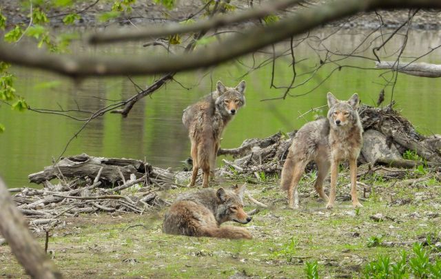 Three coyotes near a riverbank.