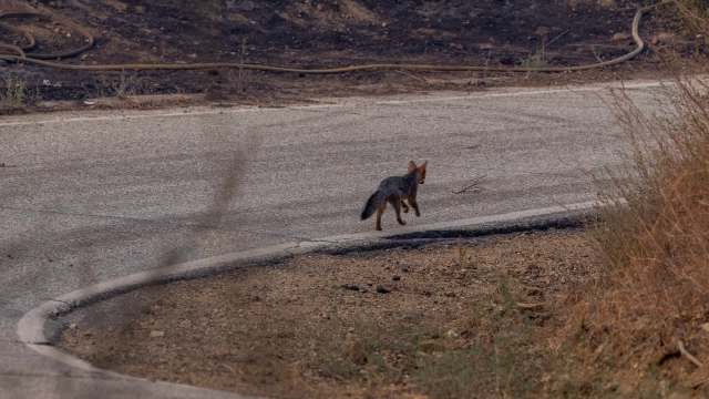 A gray fox running along a winding road.
