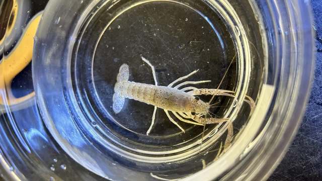 An aerial view of a clear container with a crayfish.