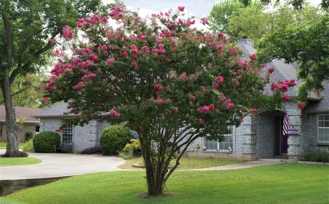 A vibrant flowering tree in the front yard of a brick house, with well-maintained grass and a visible American flag.