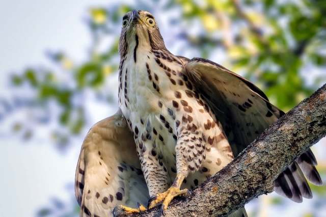 A young crested goshawk perched on a tree branch.