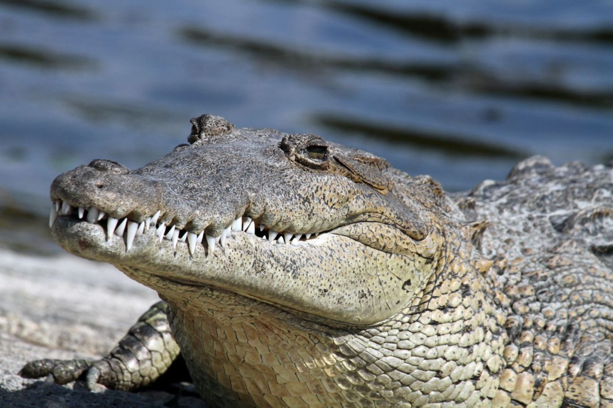 An American crocodile.