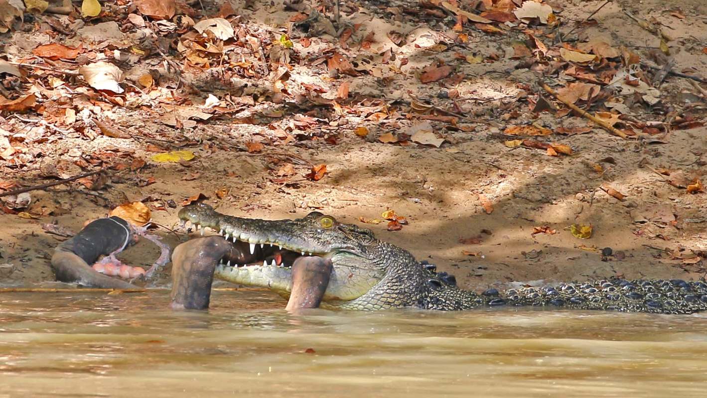 A crocodile holds a large python in its mouth while partially submerged in shallow water.