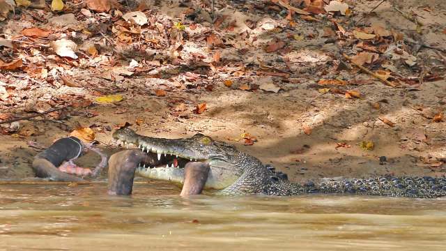 A crocodile holds a large python in its mouth.