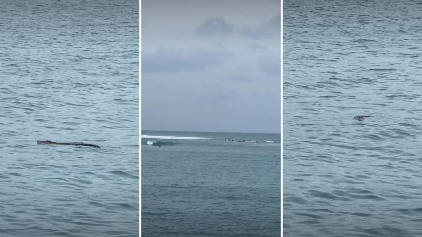 A crocodile swimming near surfers.