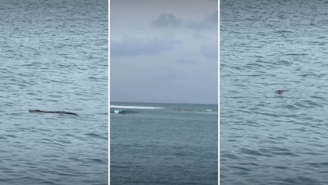 A crocodile swimming near surfers.