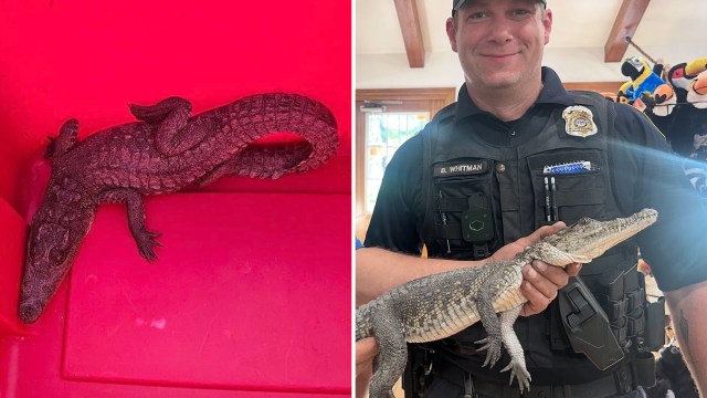 A 3-foot crocodile in a red bin and held next to a police officer.