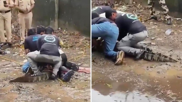A group of people restrain an alligator on a muddy ground while police officers watch nearby.
