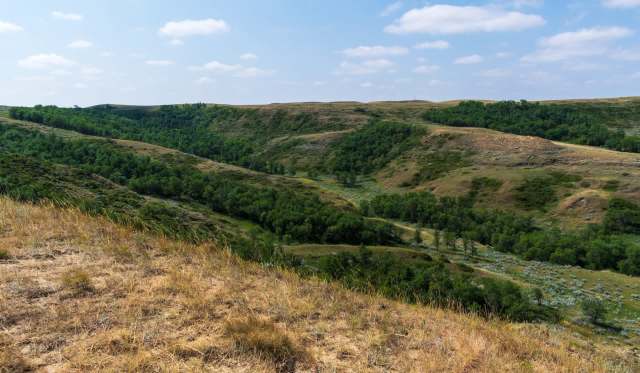 A landscape of rolling hills with patches of trees and grassy plains under a blue sky with clouds.