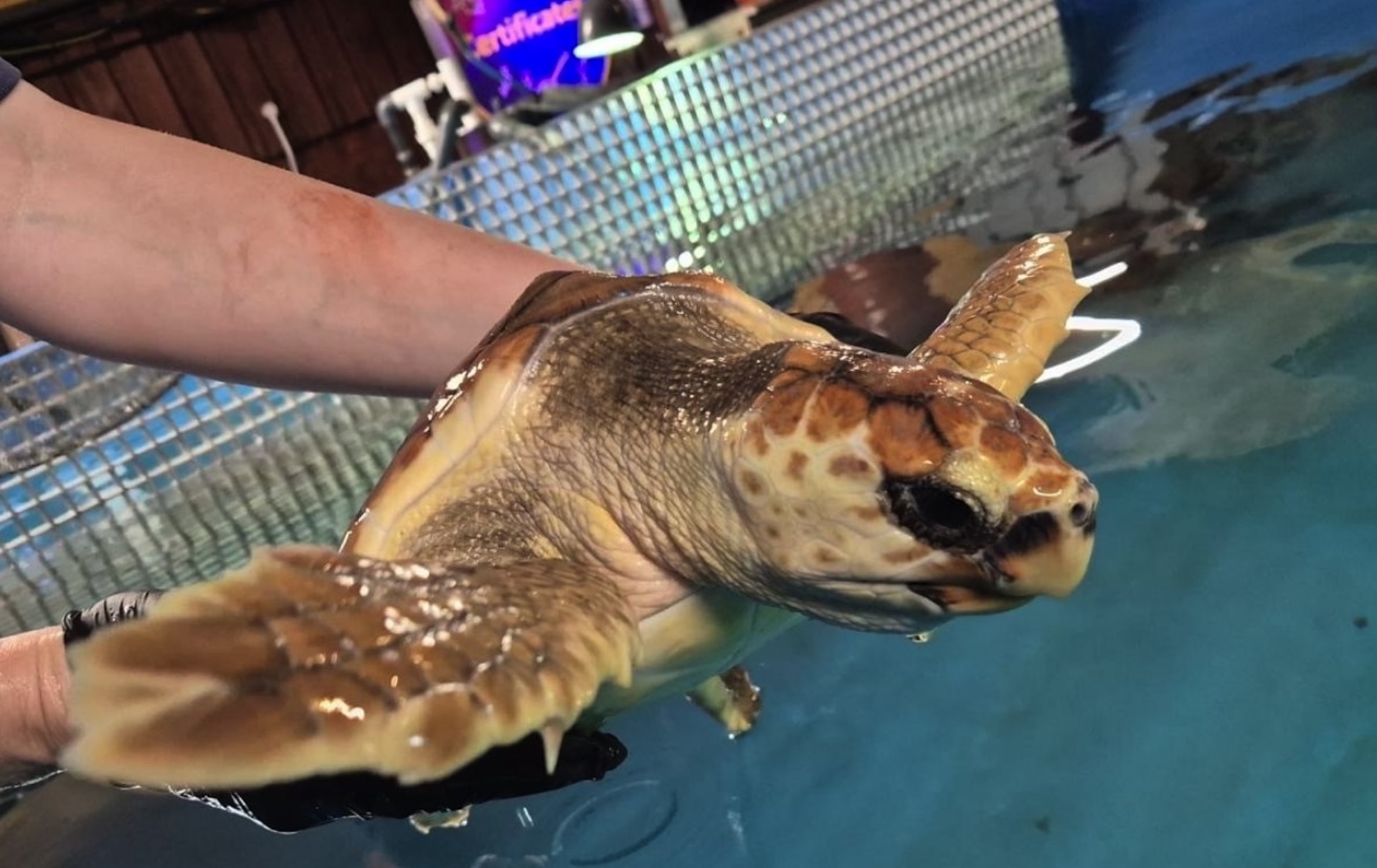 Rare turtle found lifeless on Jersey beach gets all-clear, heads 1,500 miles for release