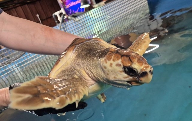 A person in gloves holds a small sea turtle above water in a rehabilitation tank.