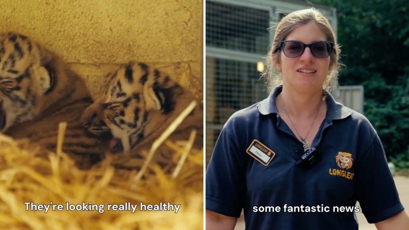 A woman speaks in front of a background with animal enclosures and two tiger cubs resting in straw.