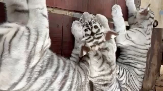 Three white tiger cubs lie on a wooden structure.
