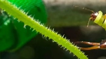 A close-up of a green, spiky plant stem with an insect partially visible beside it.