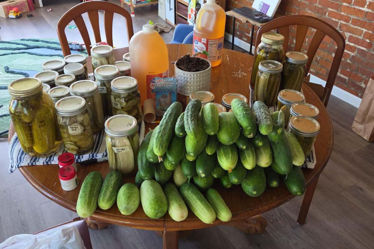 A wooden table is piled with fresh cucumbers and jars of pickles.