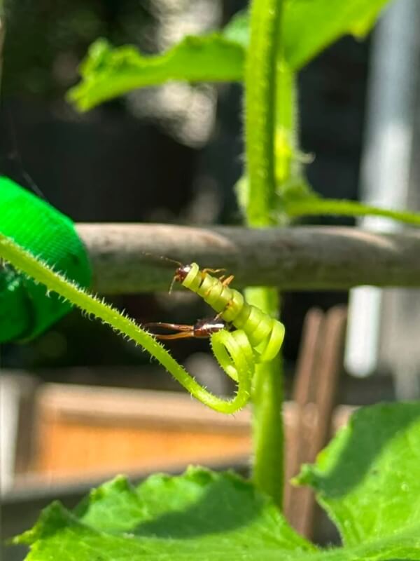 An earwig trapped by a coiled plant.