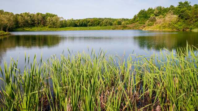 A tranquil lake surrounded by lush greenery and tall grasses under a clear blue sky.
