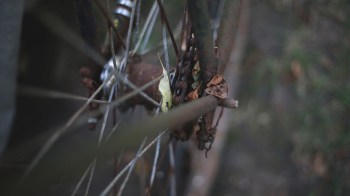 A bicycle chain tangled with leaves and twigs.