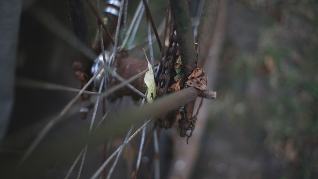 A bicycle chain tangled with leaves and twigs.