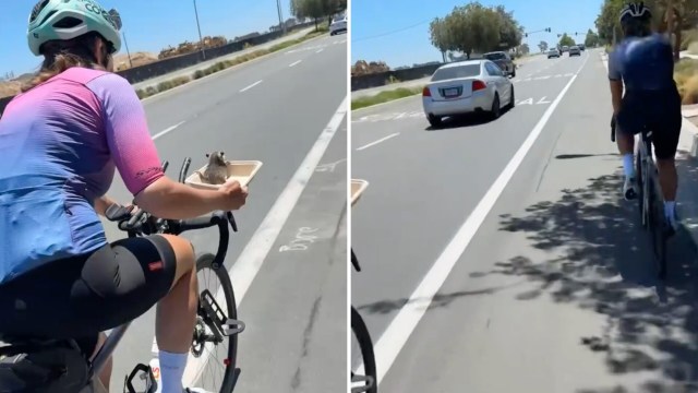 A cyclist holds a container with a small animal while riding on a sunny road beside traffic.