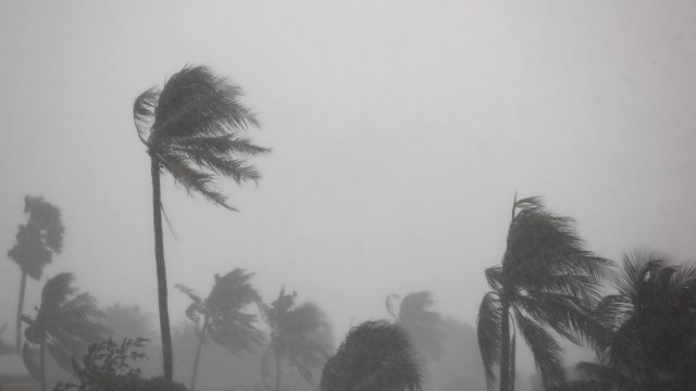 Palm trees swaying in strong winds during heavy rain and reduced visibility.