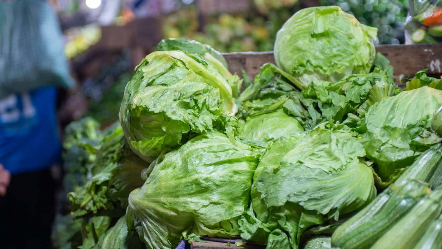 Heads of iceberg lettuce.