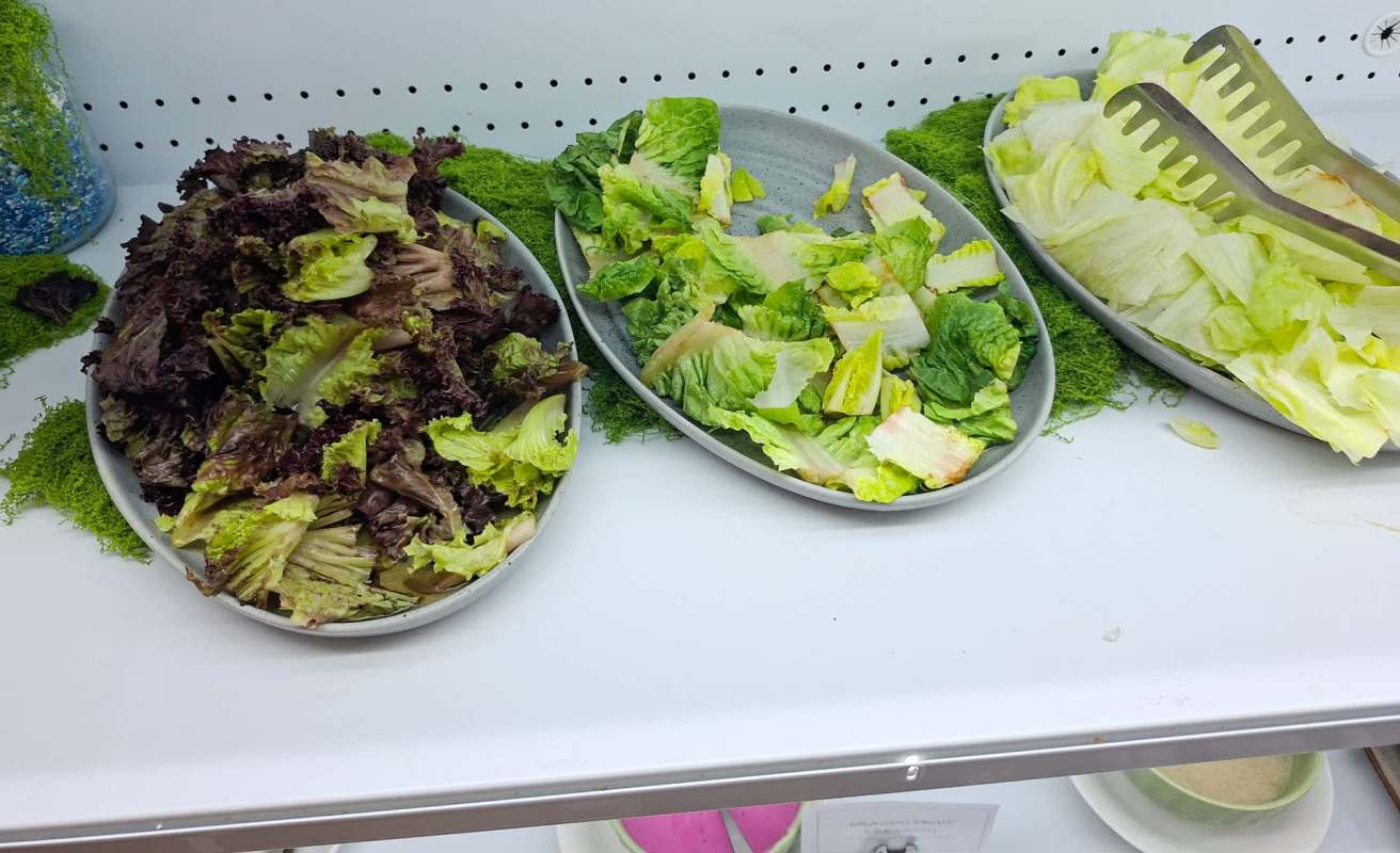 Plates of lettuce.