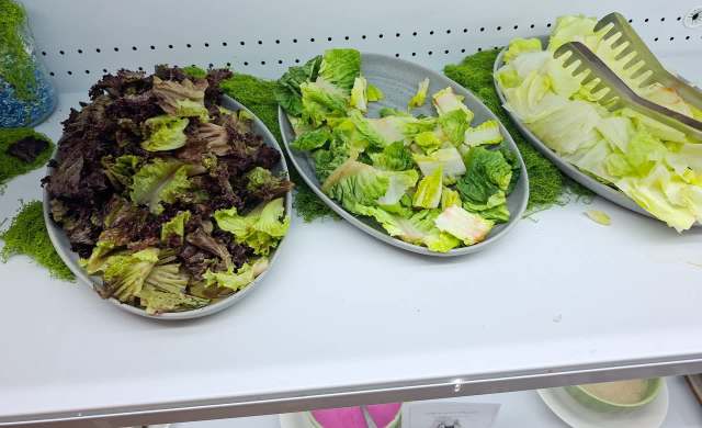 Plates of lettuce.