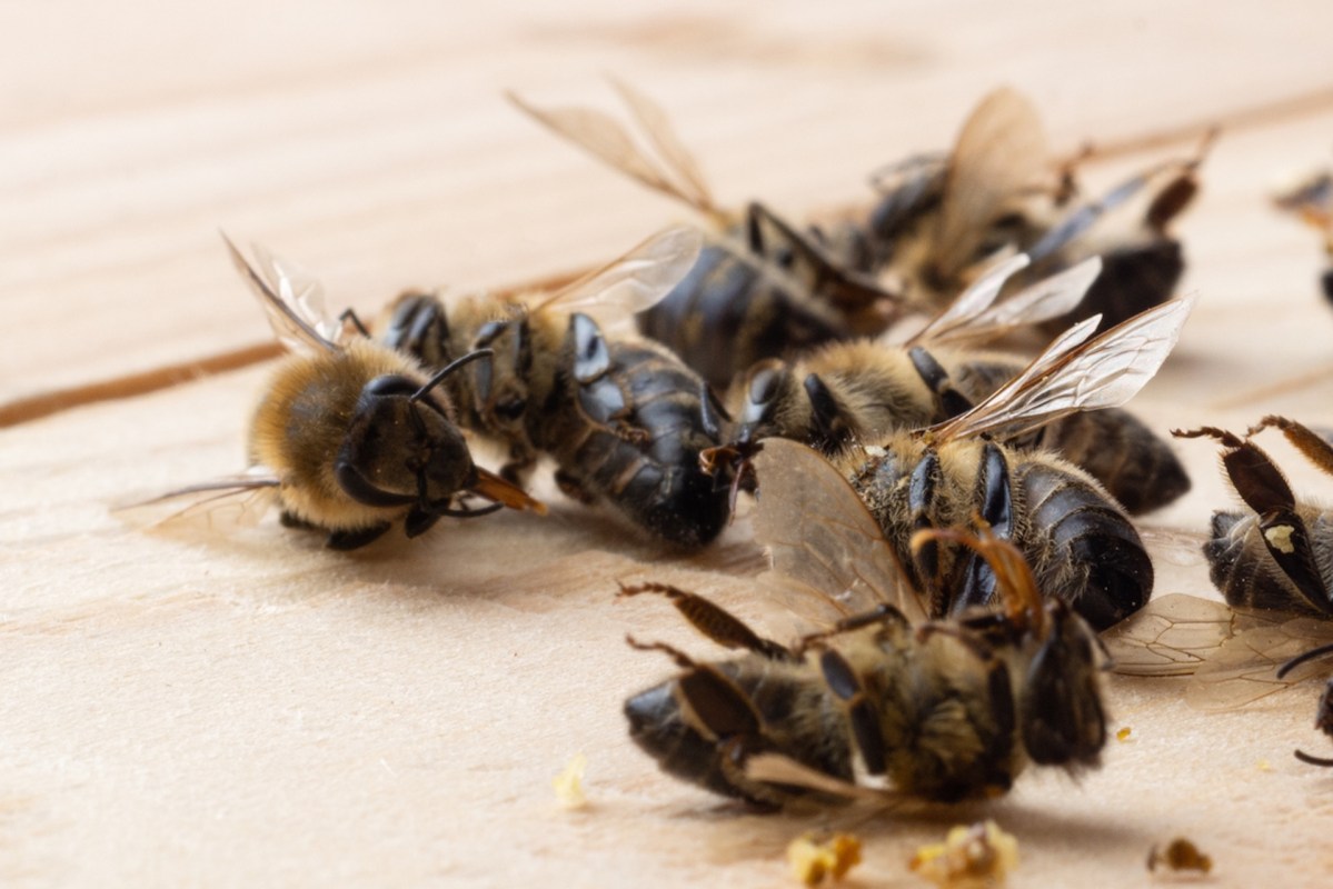 A close-up of several dead honeybees on a wooden surface.