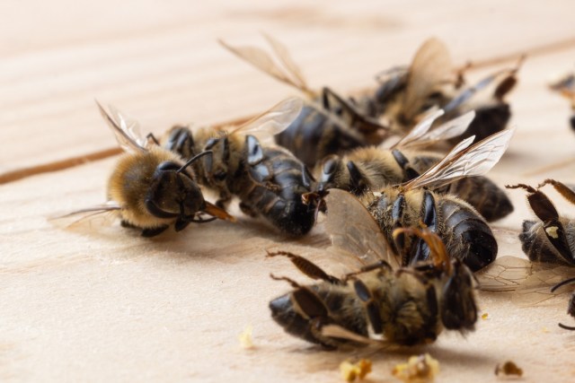 A close-up of several dead honeybees on a wooden surface.