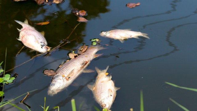 Several dead fish float on the surface of a dark pond, surrounded by leaves and aquatic plants.