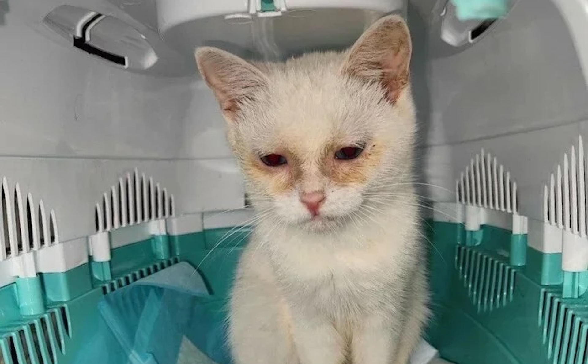Deaf kitten rescued from a breeder's shed where cats were left to die is now adopted