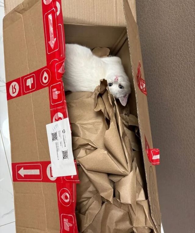 A small, white kitten with red eyes sits inside a pet carrier, looking slightly sad and weary.