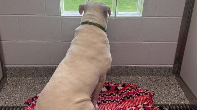A white dog with a "Deaf Dog" collar gazing out a window.