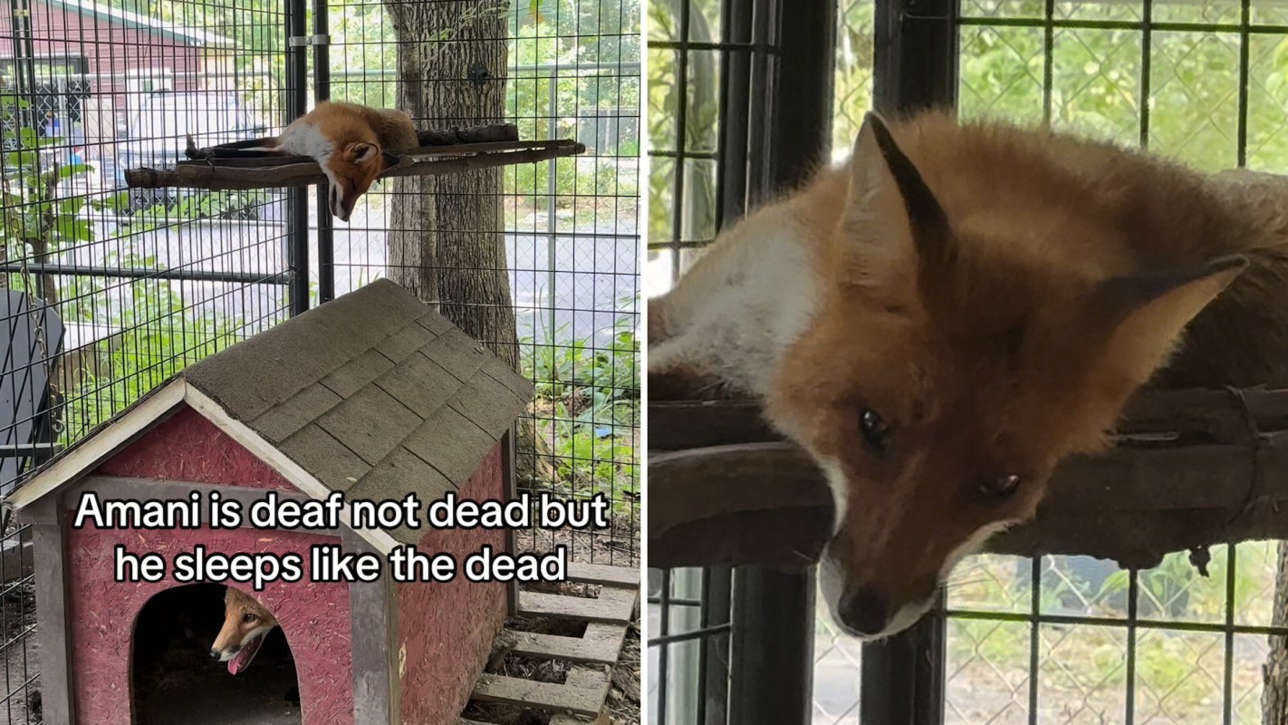 A fox resting on a perch above a doghouse.