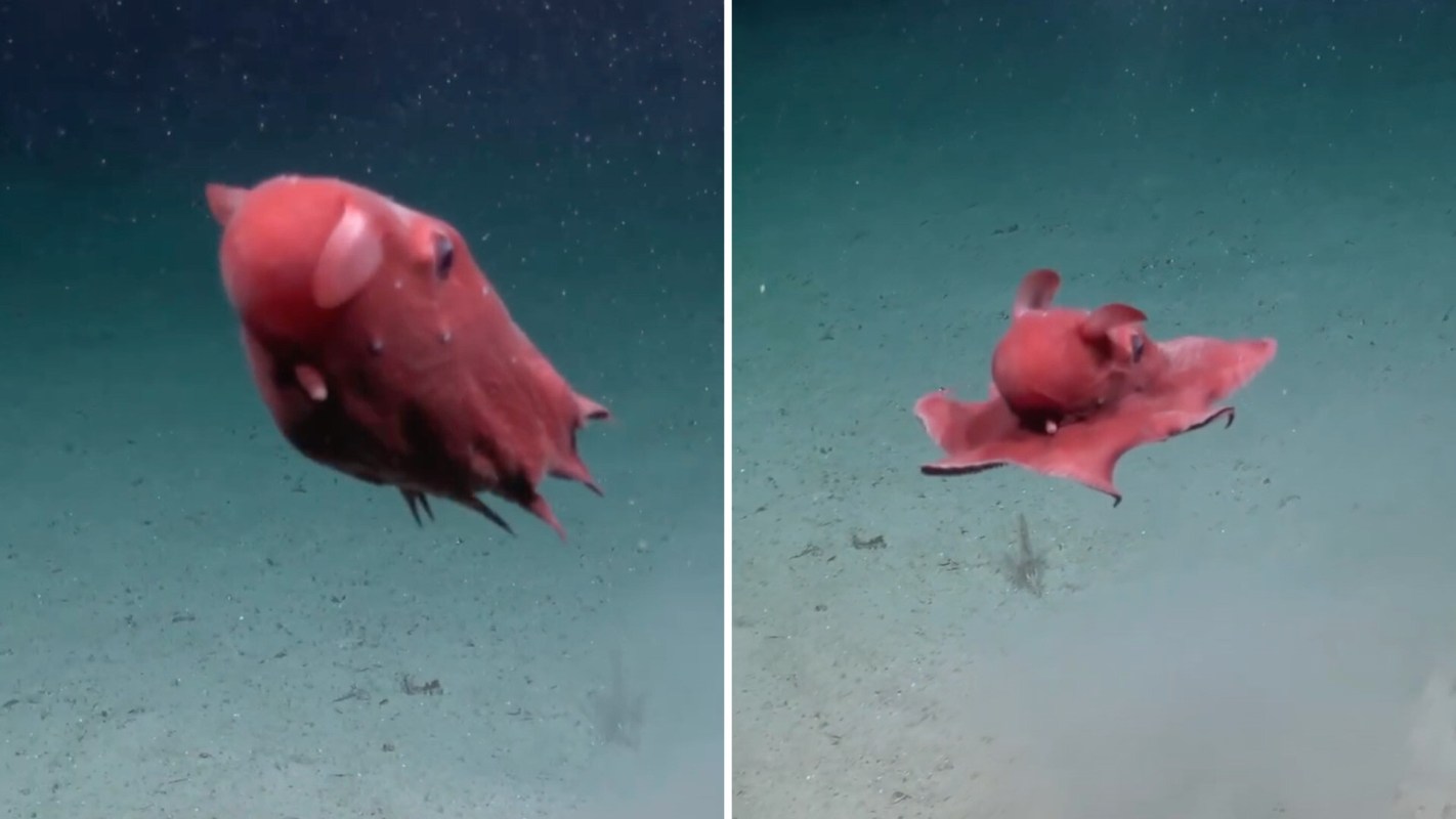 A pink octopus.