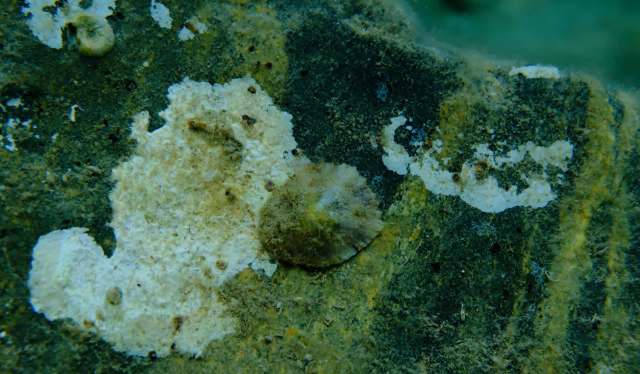 A small marine limpet on a textured, submerged surface covered in algae and debris.
