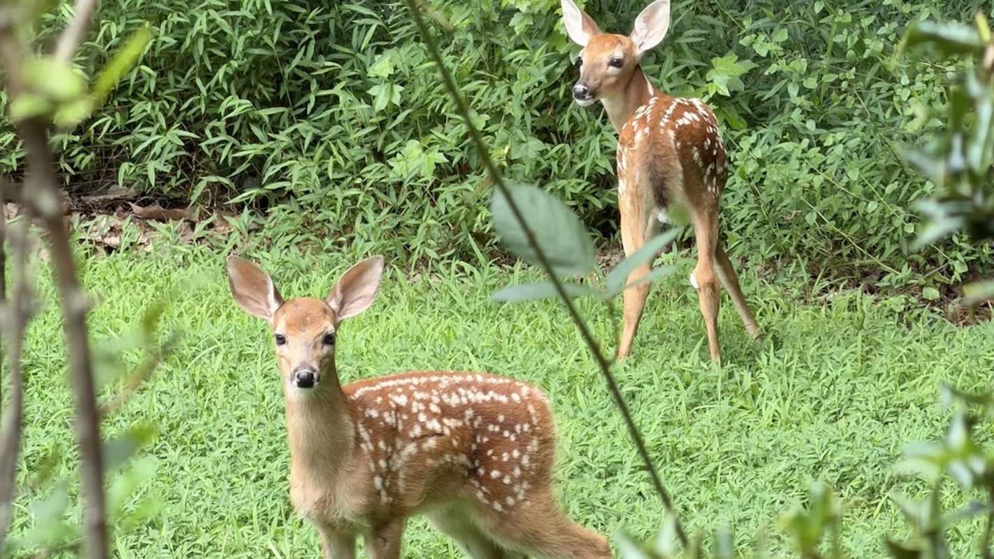 Two fawns with spots stand in a grassy area, surrounded by greenery.