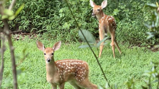 Two fawns with spots stand in a grassy area, surrounded by greenery.