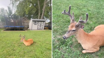A deer resting in a yard near a trampoline.