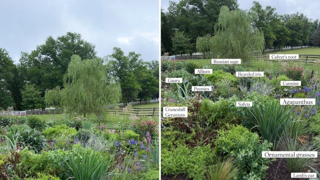 A garden with flowers, grasses, and herbs.