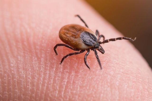A deer tick.