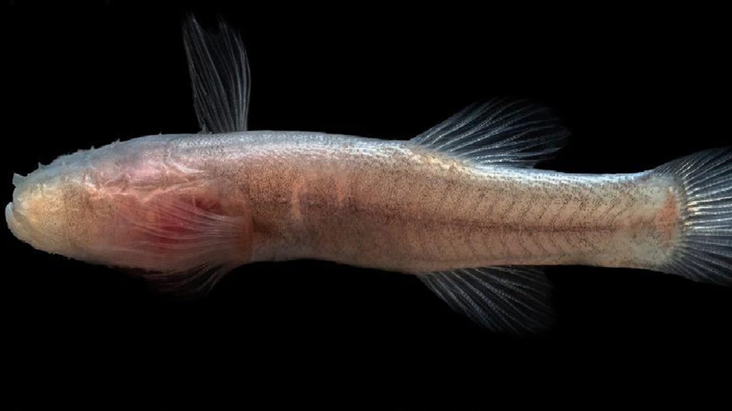 A translucent fish with fins swimming against a black background.