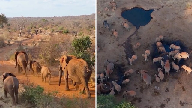 A herd of elephants walking through a dry landscape near a waterhole, with some drinking and playing.