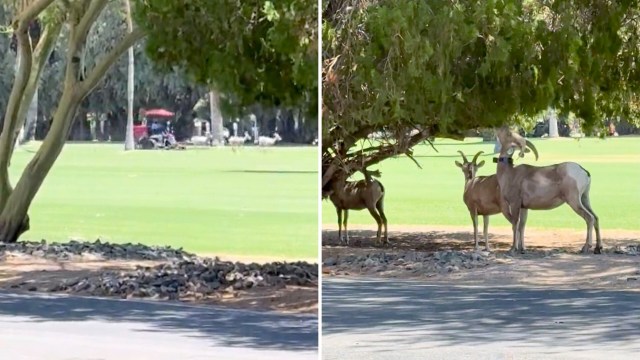 Two goats standing under a tree on a grassy field, with a golf cart and sheep running in the background.