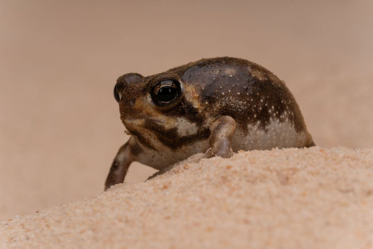 A desert rain frog.