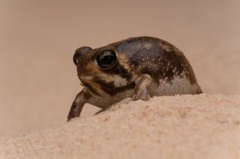 A desert rain frog.
