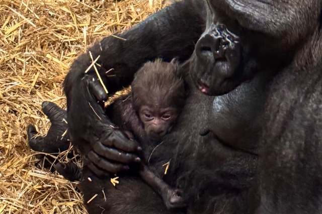 A baby gorilla snuggles close to its mother in a cozy, straw-filled habitat.