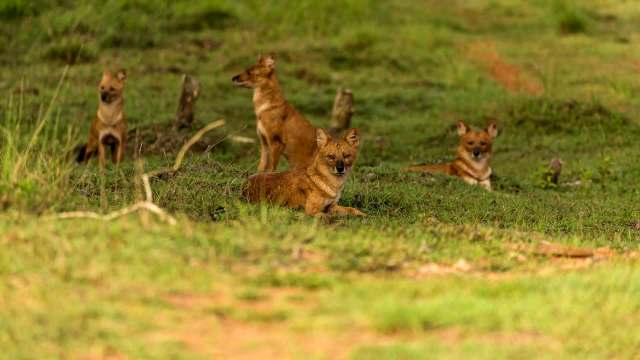 A group of four wild dholes is resting on green grass.